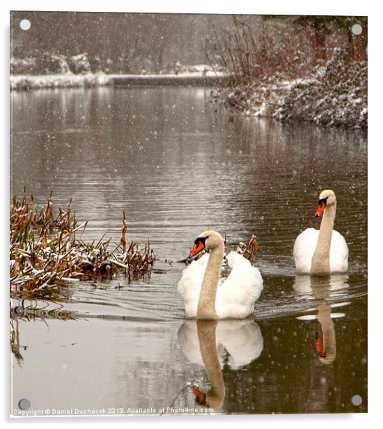 two swans in the snow Acrylic by Daniel Duchacek