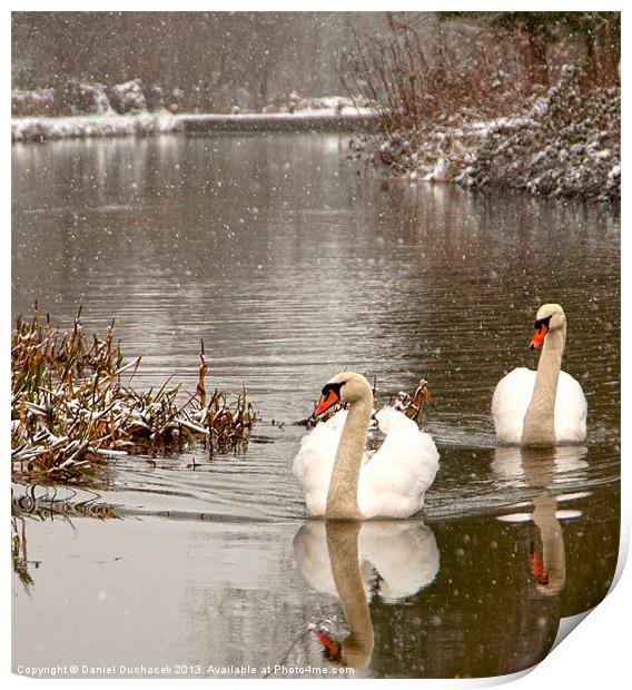 two swans in the snow Print by Daniel Duchacek