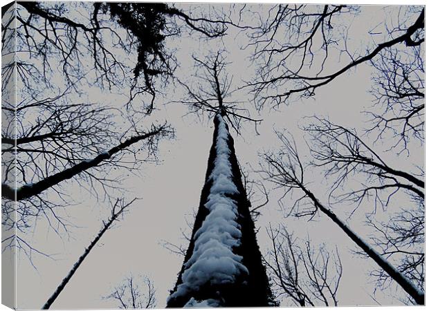 snowy tree Canvas Print by Seth jones