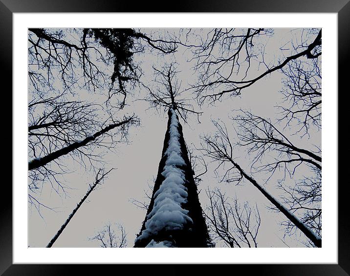 snowy tree Framed Mounted Print by Seth jones