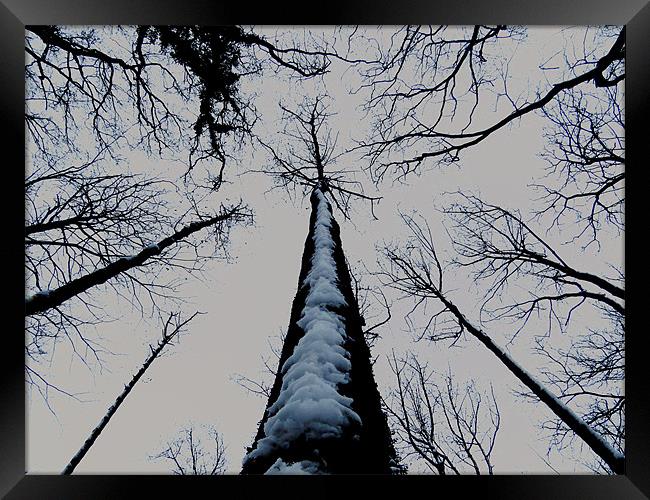 snowy tree Framed Print by Seth jones