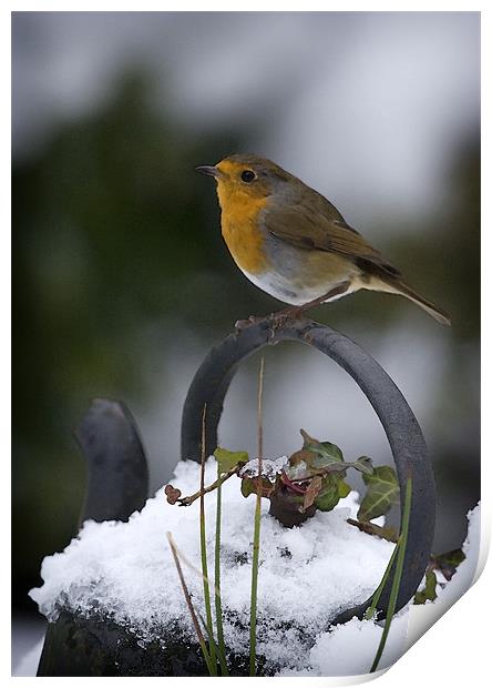 ROBIN ON OLD KETTLE Print by Anthony R Dudley (LRPS)