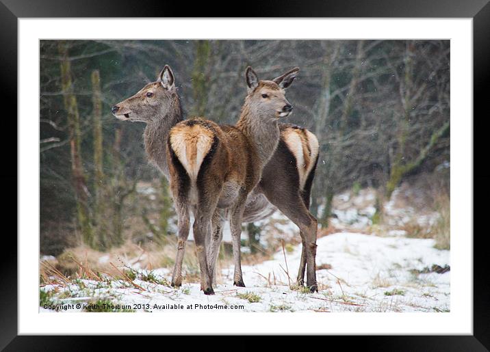 Deer in the Snow Framed Mounted Print by Keith Thorburn EFIAP/b