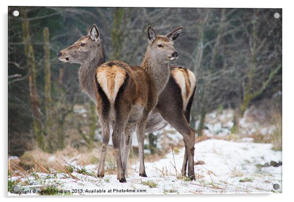 Deer in the Snow Acrylic by Keith Thorburn EFIAP/b