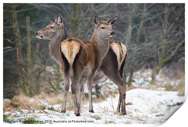 Deer in the Snow Print by Keith Thorburn EFIAP/b