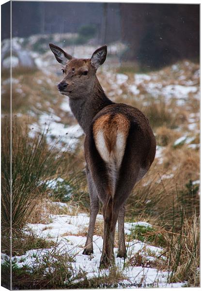 Deer looking back Canvas Print by Keith Thorburn EFIAP/b