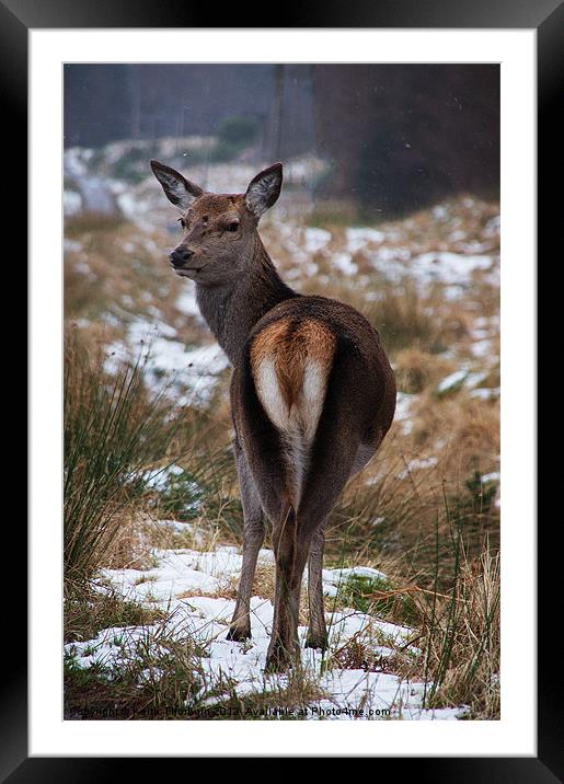 Deer looking back Framed Mounted Print by Keith Thorburn EFIAP/b