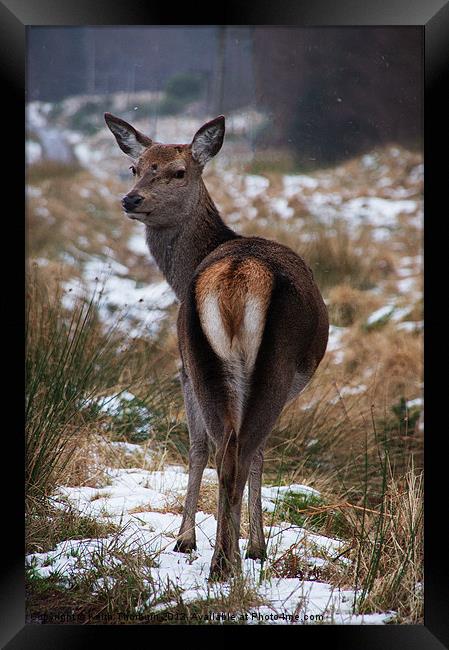 Deer looking back Framed Print by Keith Thorburn EFIAP/b