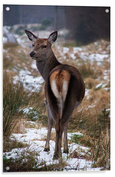 Deer looking back Acrylic by Keith Thorburn EFIAP/b
