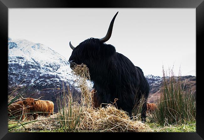 Highland Bull Framed Print by Keith Thorburn EFIAP/b