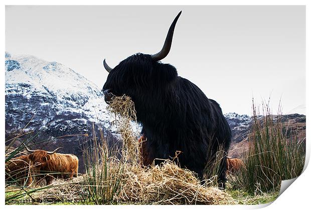 Highland Bull Print by Keith Thorburn EFIAP/b