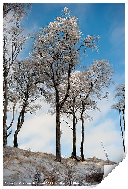 Ice Covered Trees Print by Helen Northcott