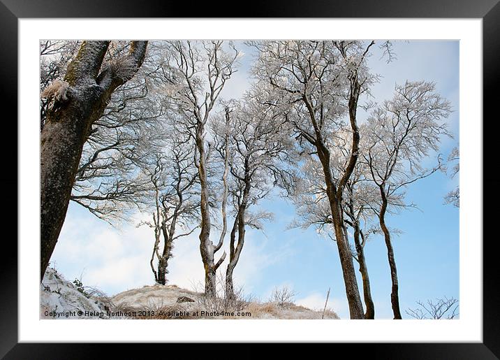 Icy Trees Framed Mounted Print by Helen Northcott