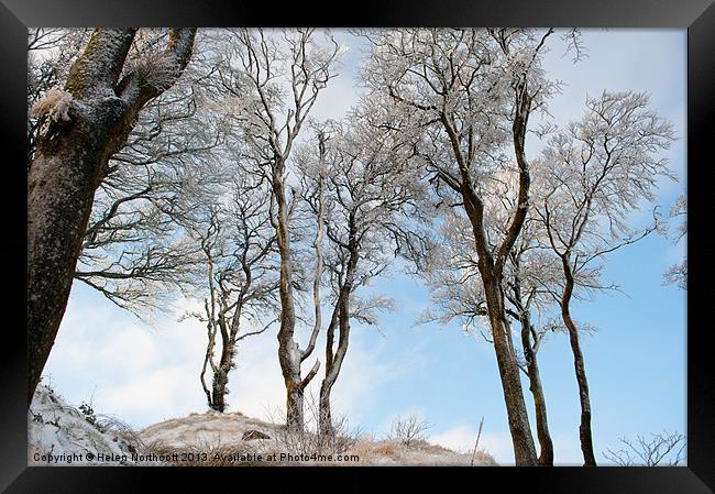 Icy Trees Framed Print by Helen Northcott