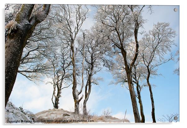 Icy Trees Acrylic by Helen Northcott