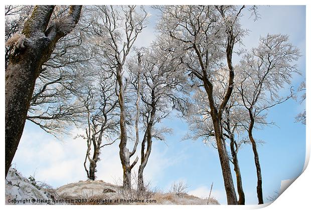 Icy Trees Print by Helen Northcott