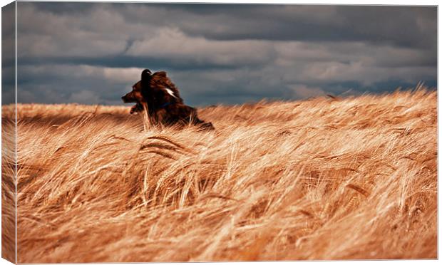 Grizzley in the corn Canvas Print by Brian O'Dwyer