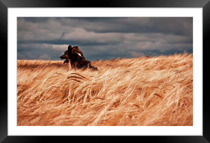 Grizzley in the corn Framed Mounted Print by Brian O'Dwyer
