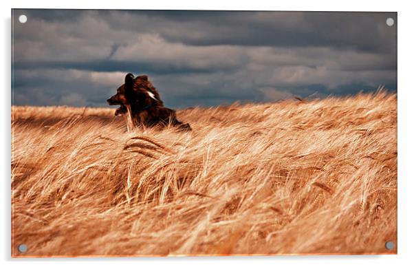 Grizzley in the corn Acrylic by Brian O'Dwyer