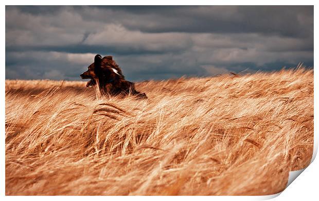 Grizzley in the corn Print by Brian O'Dwyer