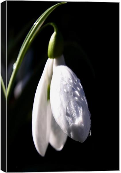 Snow Drop and Raindrops Canvas Print by Brian O'Dwyer