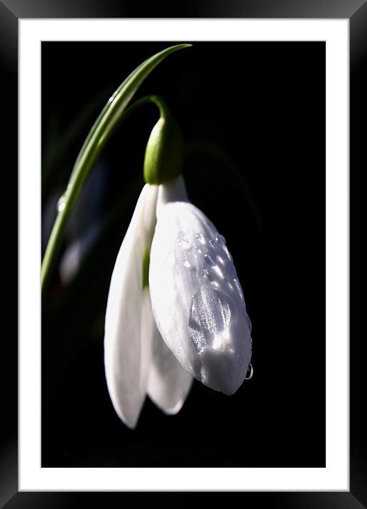 Snow Drop and Raindrops Framed Mounted Print by Brian O'Dwyer