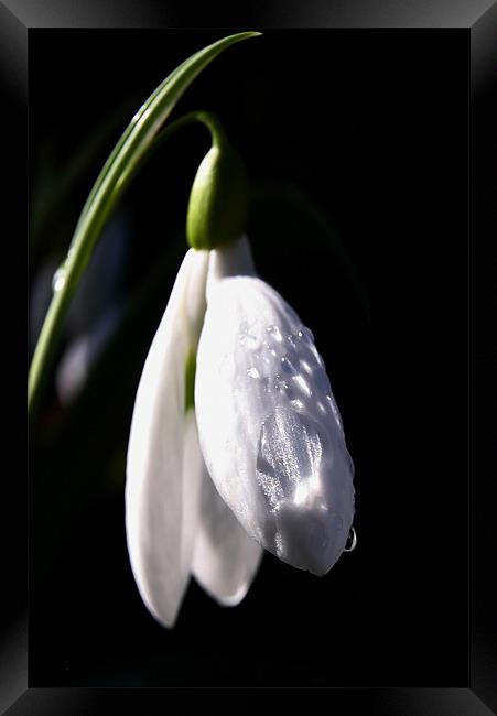 Snow Drop and Raindrops Framed Print by Brian O'Dwyer