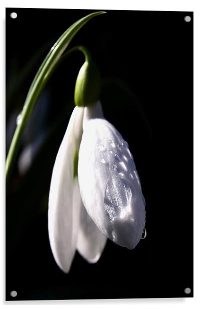 Snow Drop and Raindrops Acrylic by Brian O'Dwyer