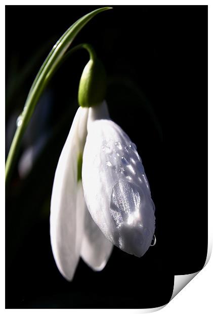 Snow Drop and Raindrops Print by Brian O'Dwyer