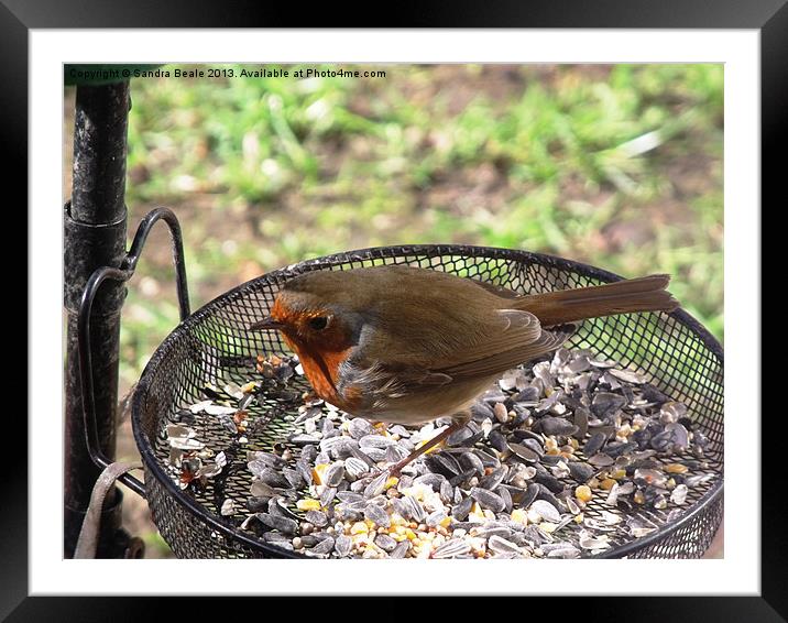 Robin, Birdseed, Bird feeder, Garden Framed Mounted Print by Sandra Beale