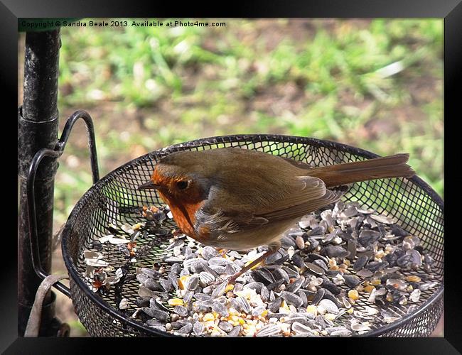 Robin, Birdseed, Bird feeder, Garden Framed Print by Sandra Beale