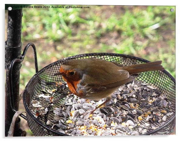 Robin, Birdseed, Bird feeder, Garden Acrylic by Sandra Beale