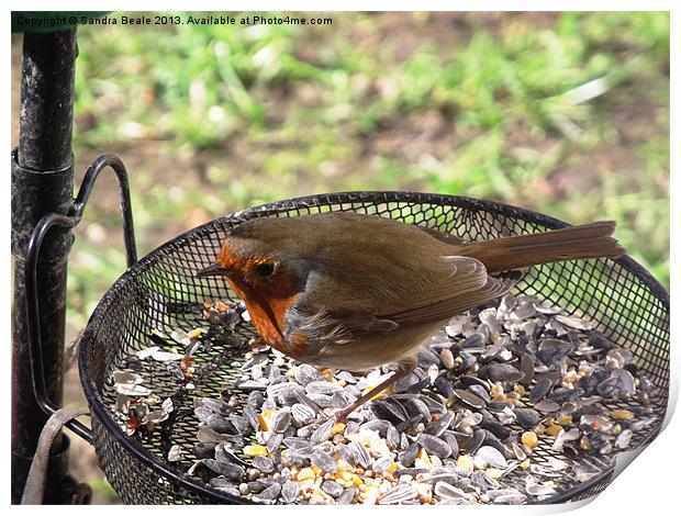 Robin, Birdseed, Bird feeder, Garden Print by Sandra Beale