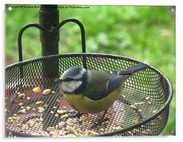 Blue Tit, Garden, Birdfeeder, Summer Acrylic by Sandra Beale