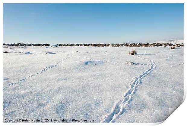 Tracks in the Snow Print by Helen Northcott