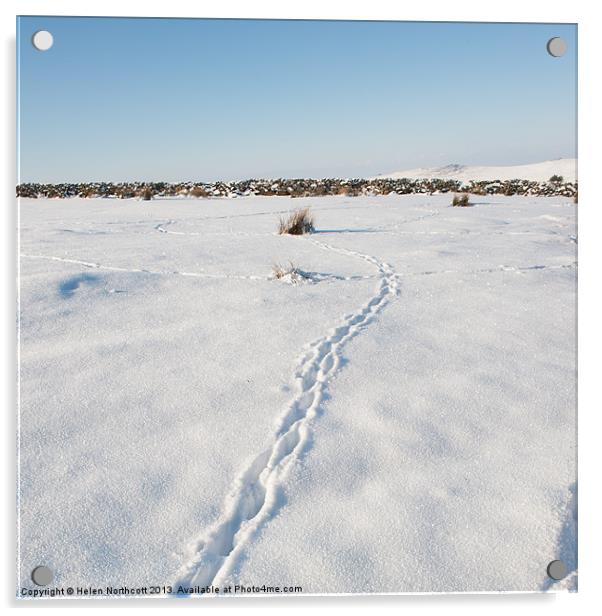 Snow Tracks Acrylic by Helen Northcott