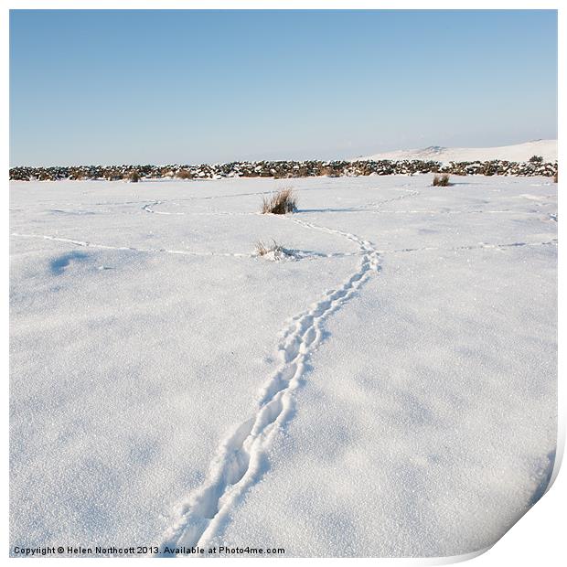 Snow Tracks Print by Helen Northcott