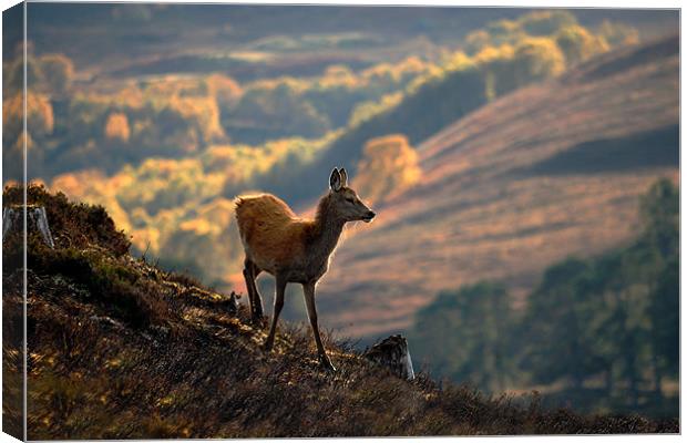 Red deer calf Canvas Print by Macrae Images