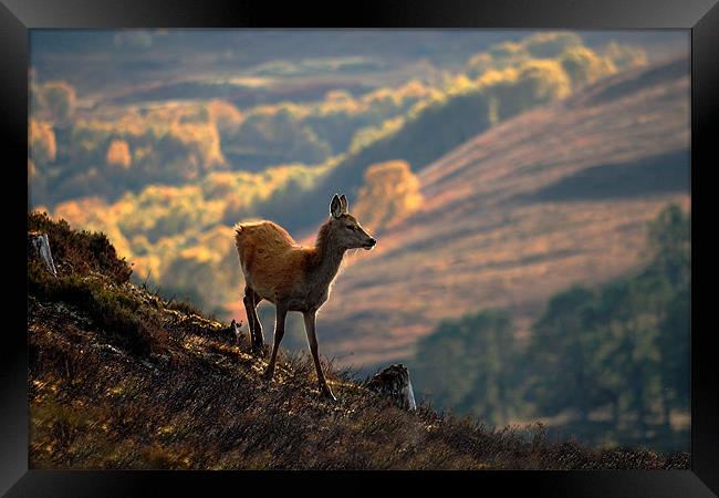 Red deer calf Framed Print by Macrae Images