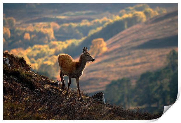 Red deer calf Print by Macrae Images