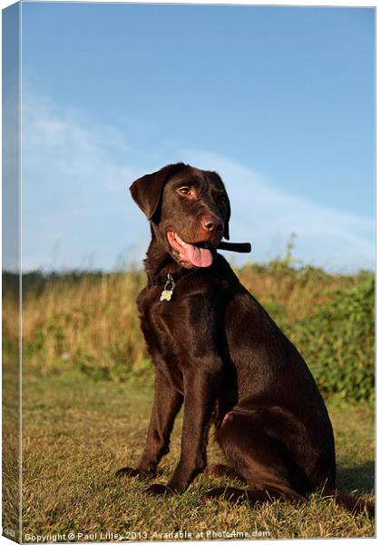 Majestic Brown Dog Canvas Print by Digitalshot Photography