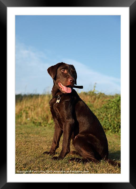 Majestic Brown Dog Framed Mounted Print by Digitalshot Photography