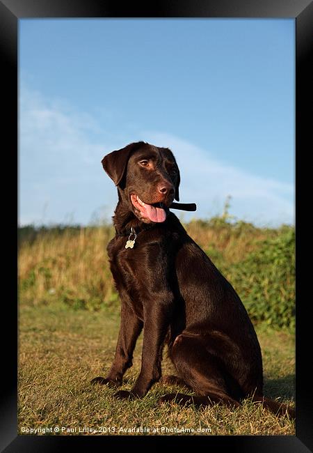 Majestic Brown Dog Framed Print by Digitalshot Photography