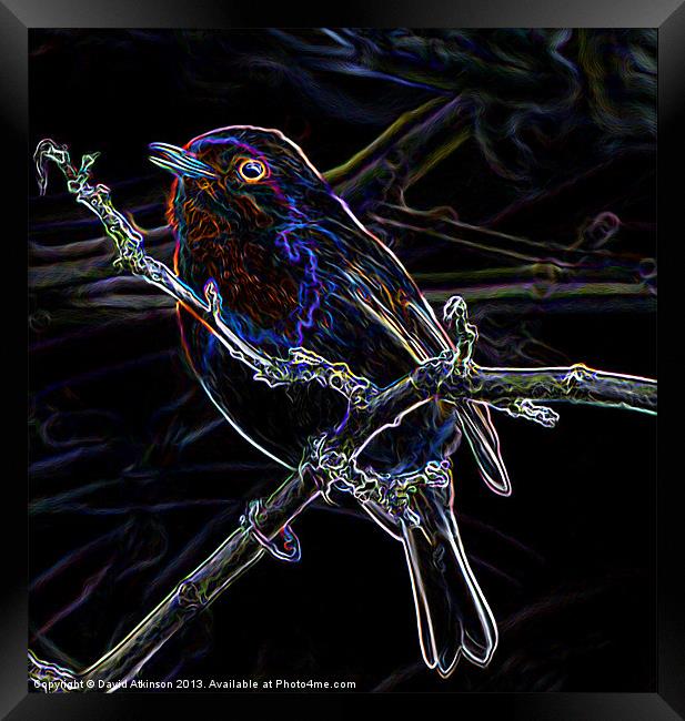 GLOWING EDGE BIRD Framed Print by David Atkinson