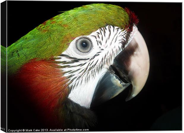 Young macaw eye Canvas Print by Mark Cake
