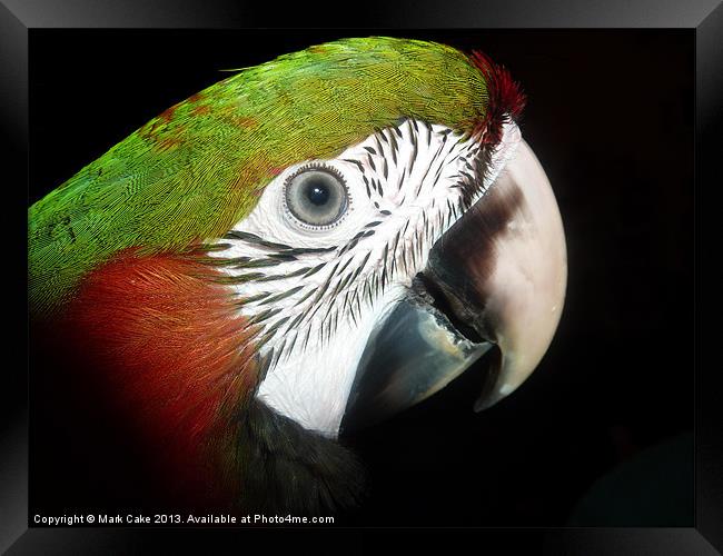 Young macaw eye Framed Print by Mark Cake