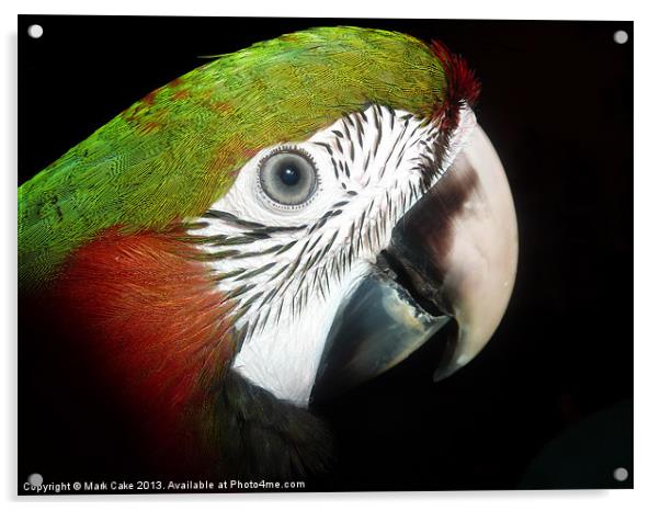 Young macaw eye Acrylic by Mark Cake