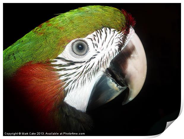 Young macaw eye Print by Mark Cake