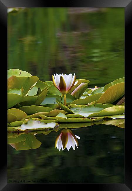 Water Lily reflection Framed Print by Jim Jones