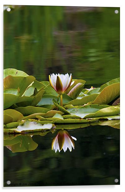 Water Lily reflection Acrylic by Jim Jones